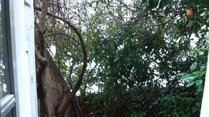 Un balcón de tejas rojas con barandilla de hierro forjado, rodeado de follaje y un árbol.