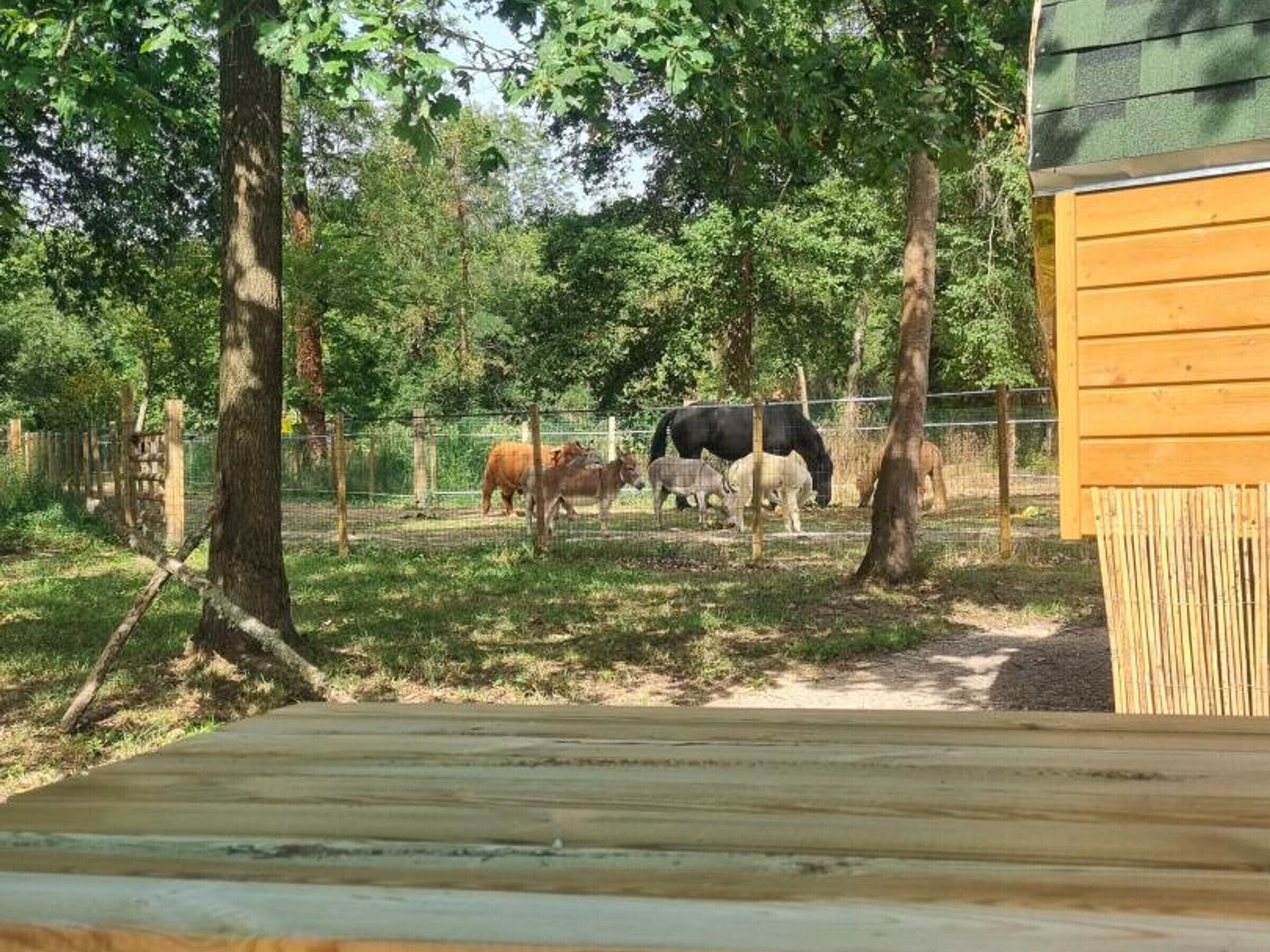 A fenced outdoor area with trees and a wooden structure.