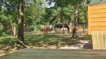 A fenced outdoor area with trees and a wooden structure.