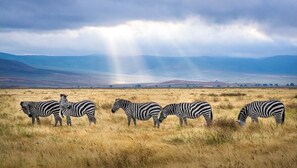 Zebras in a grassy field with a mountainous background. - Kilimanjaro Home Of Travelers (Moshi)