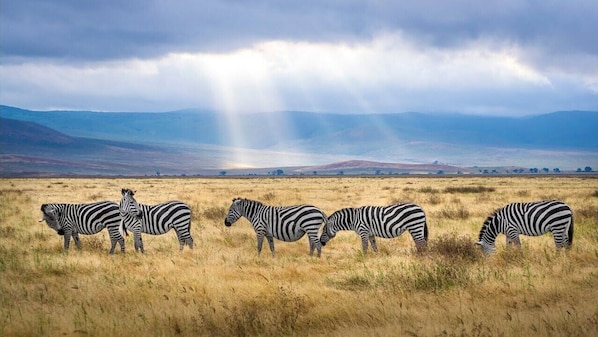 Safari