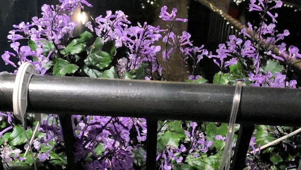 Un balcón con flores moradas y luces de cadena.