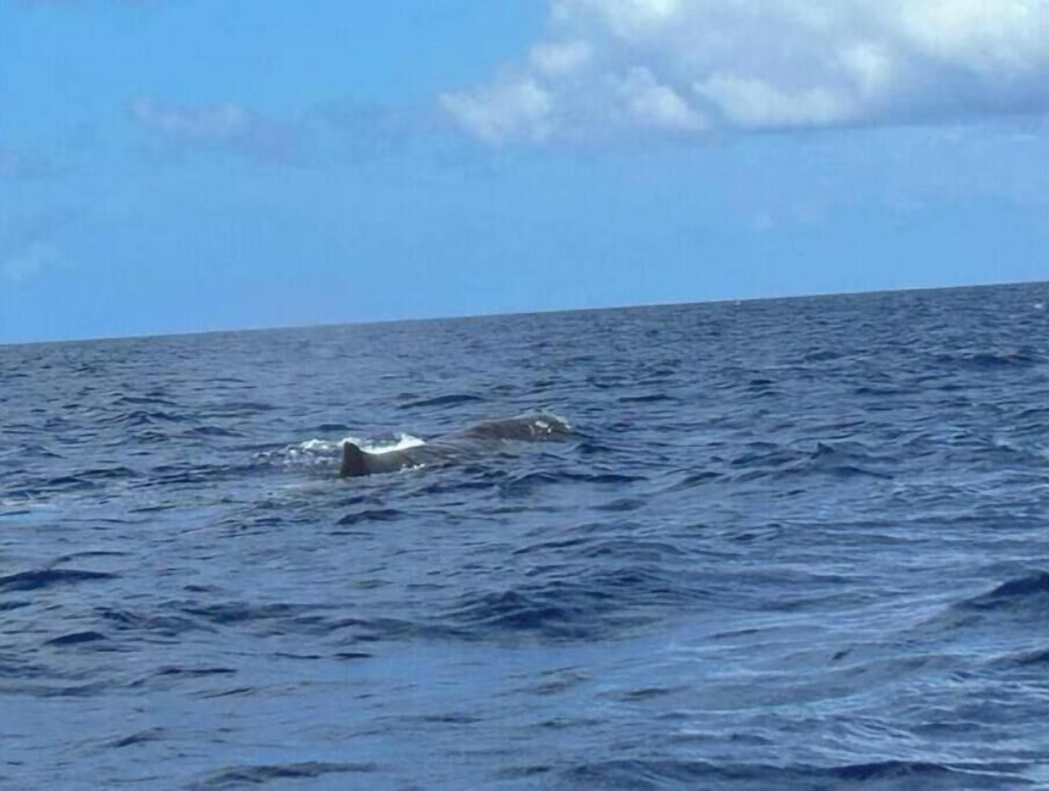 A view of the ocean with a whale swimming in the distance.