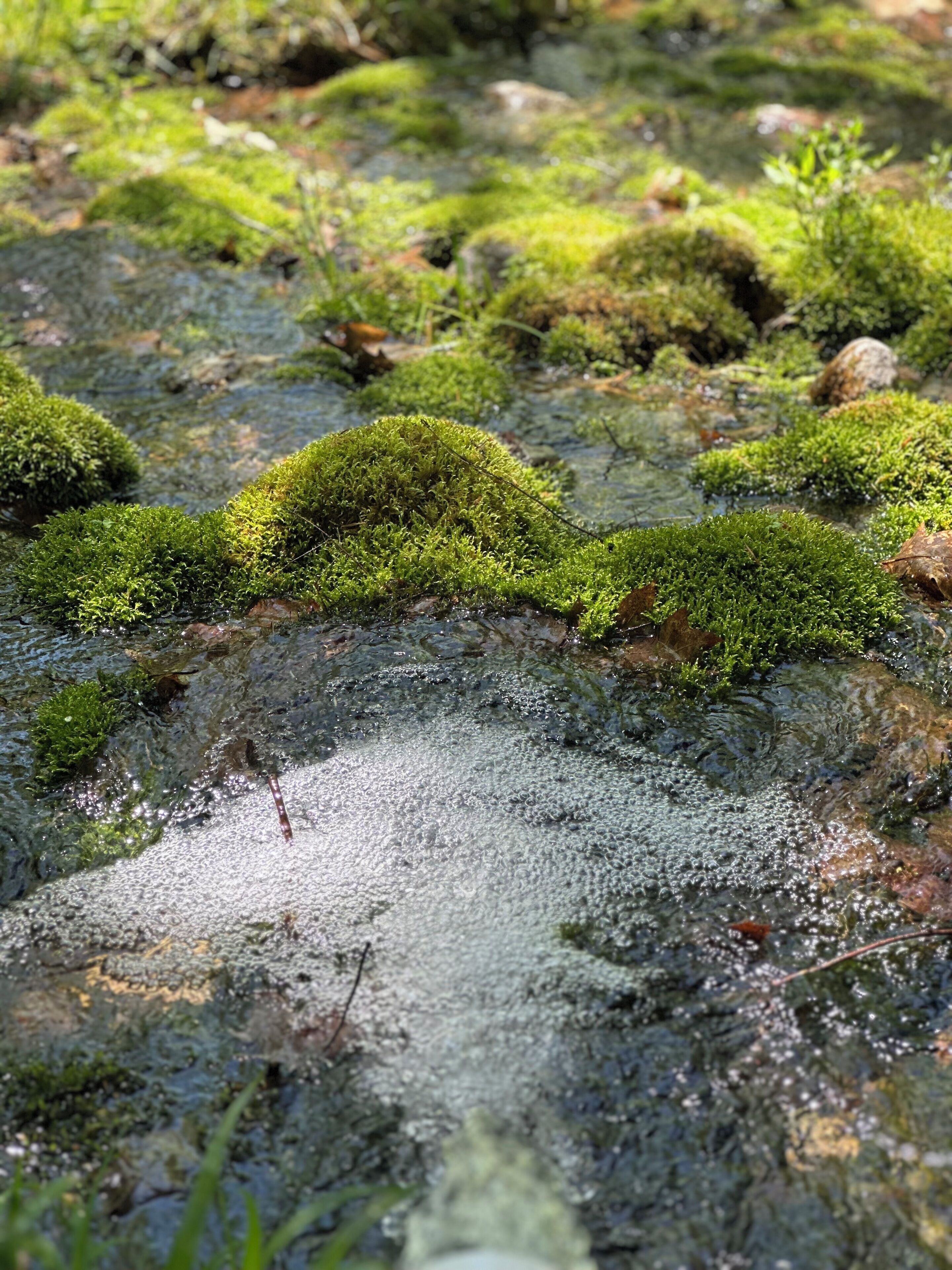 Escena natural con rocas cubiertas de musgo y un arroyo.
