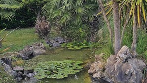 Ein Garten mit Teich, umgeben von Steinen und unterschiedlichen Pflanzen.