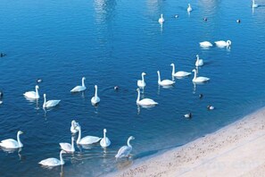 A body of water with multiple swans and a sandy beach. - Rongcheng Celebrity Hotel (Rongcheng High Speed Rail Station Shop) (Rongcheng)