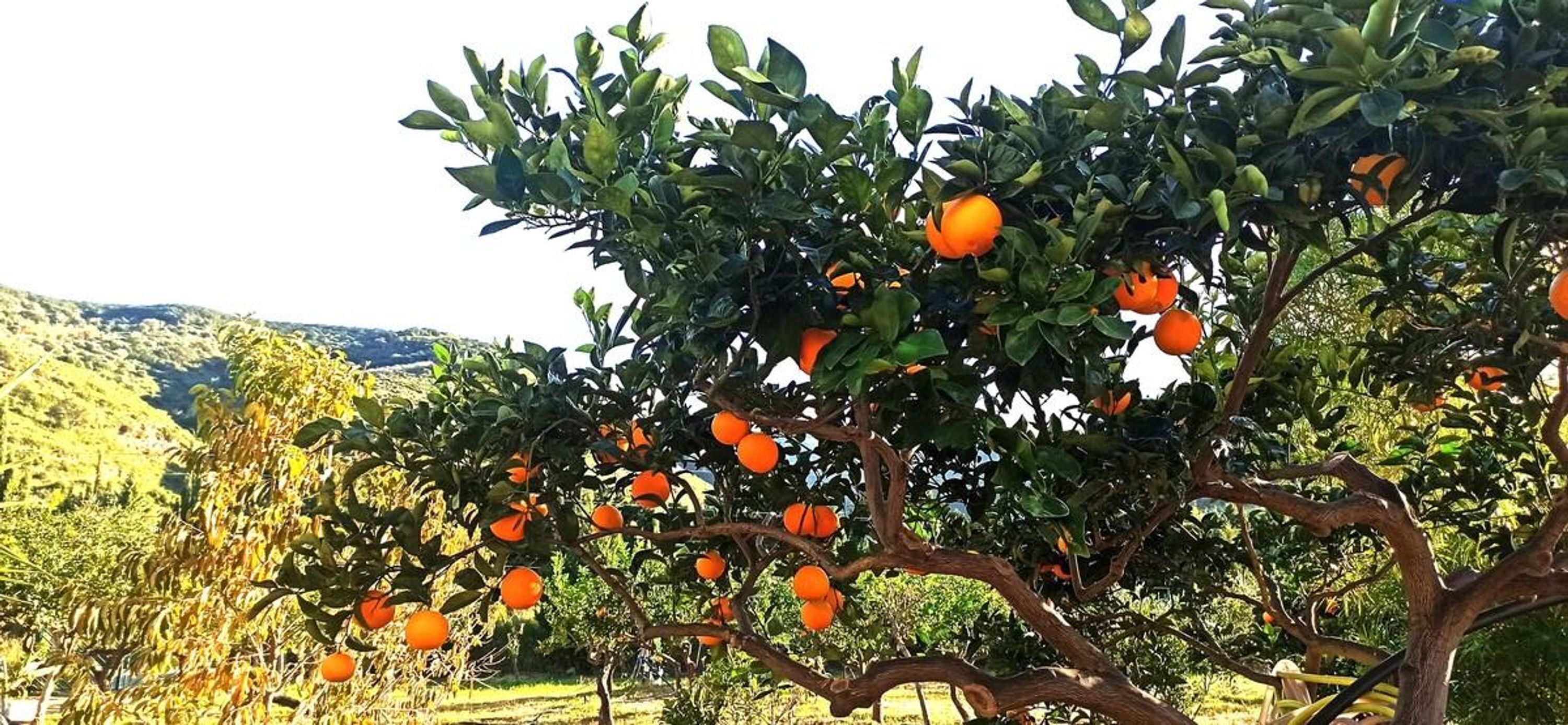 Un agrumier chargé d’oranges mûres, dans un verger luxuriant et verdoyant.