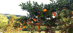 Een citrusboom met rijpe sinaasappels in een weelderige, groene boomgaard.