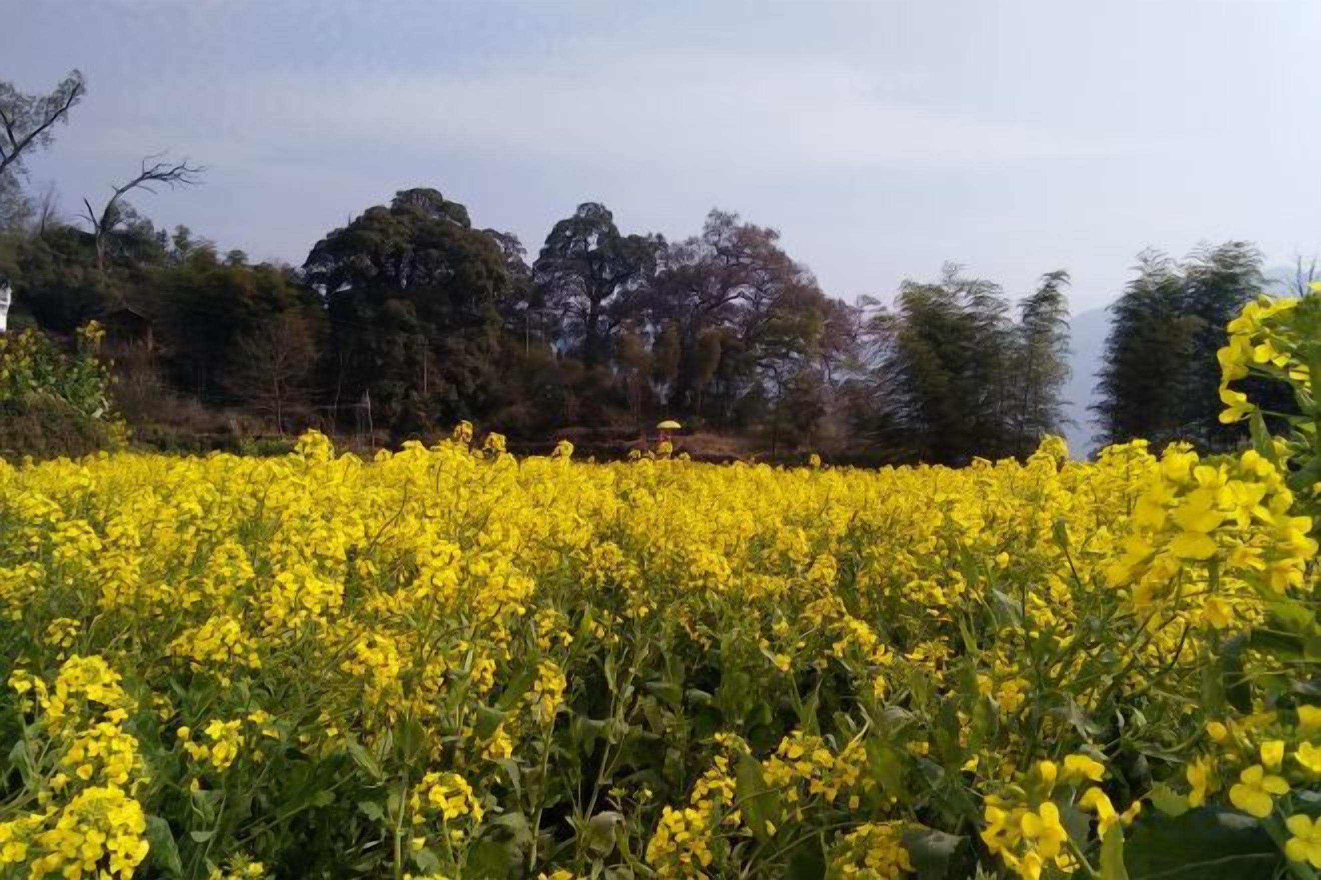 منوع