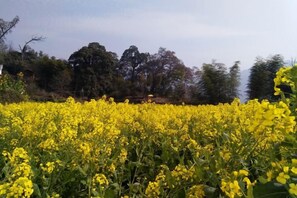 A field of yellow flowers with trees in the background. - Wuyuan Jiangling Garden Hostel (Wuyuan)