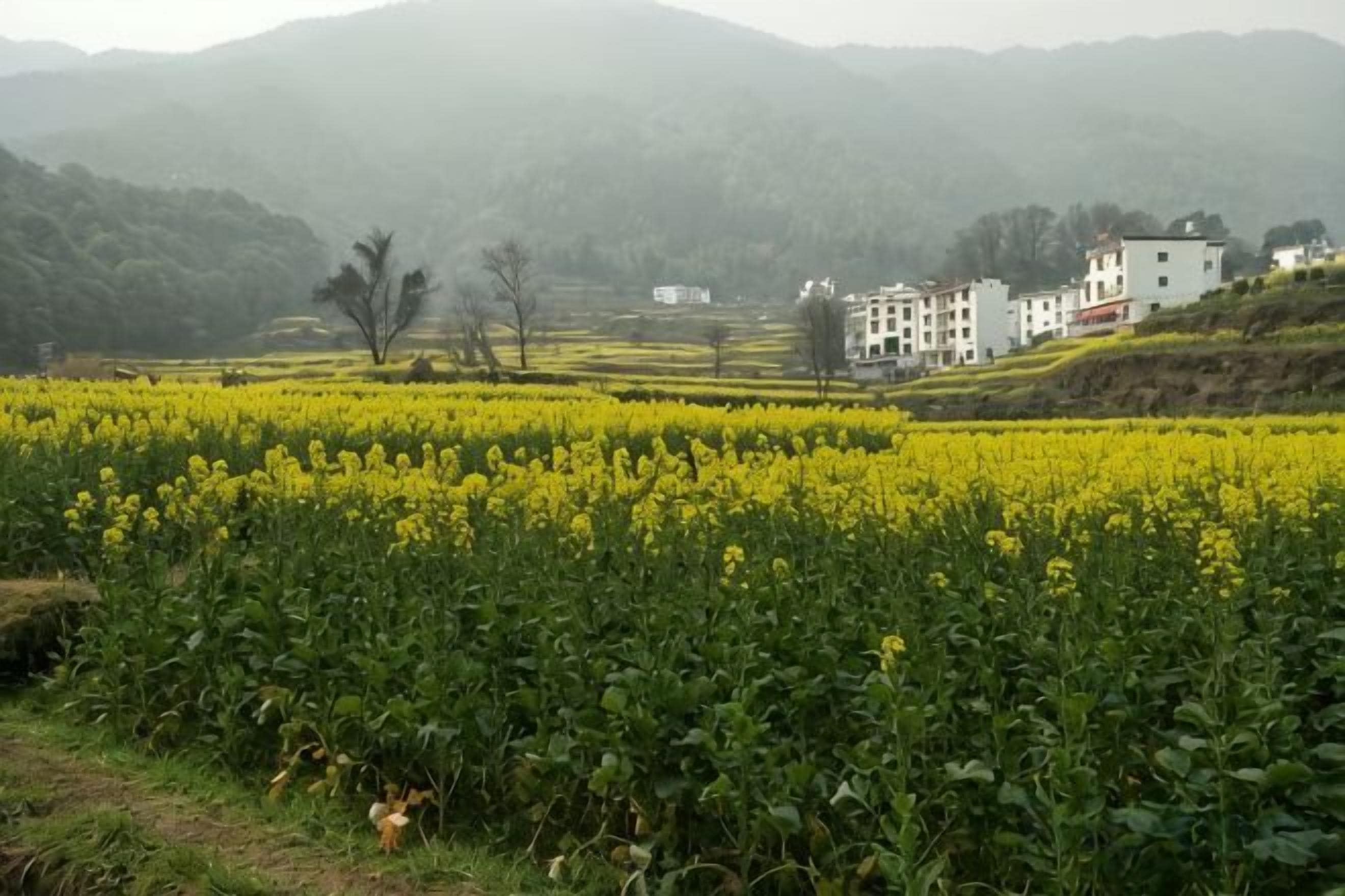 Paisaje rural con un campo de flores amarillas, algunos árboles y un edificio al fondo.