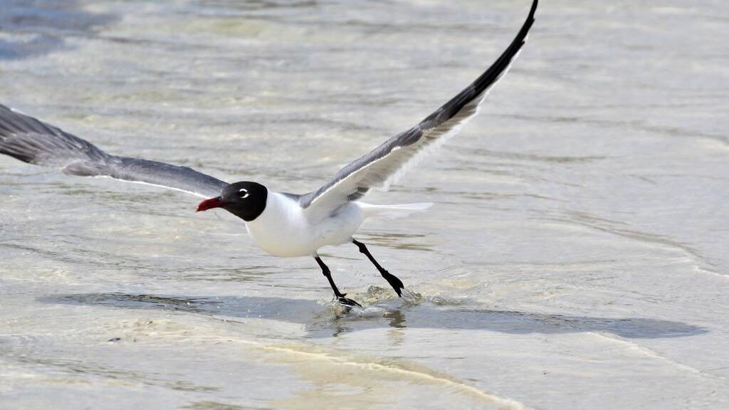 A bird with black and white plumage, a red beak, and black legs, standing on a sandy surface.