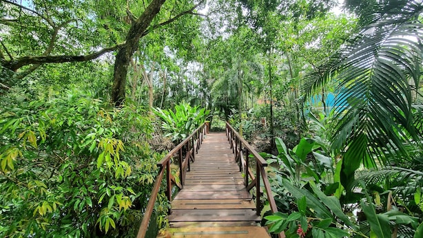 Un pont en bois, au cœur d’une forêt verdoyante et luxuriante.