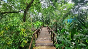 A wooden bridge in a lush, green forest.