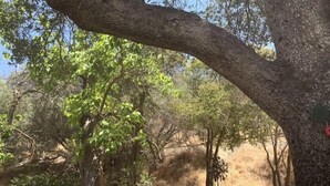 A bench under a tree in a wooded area. - A cozy cottage in Sequoia area! (Three Rivers)