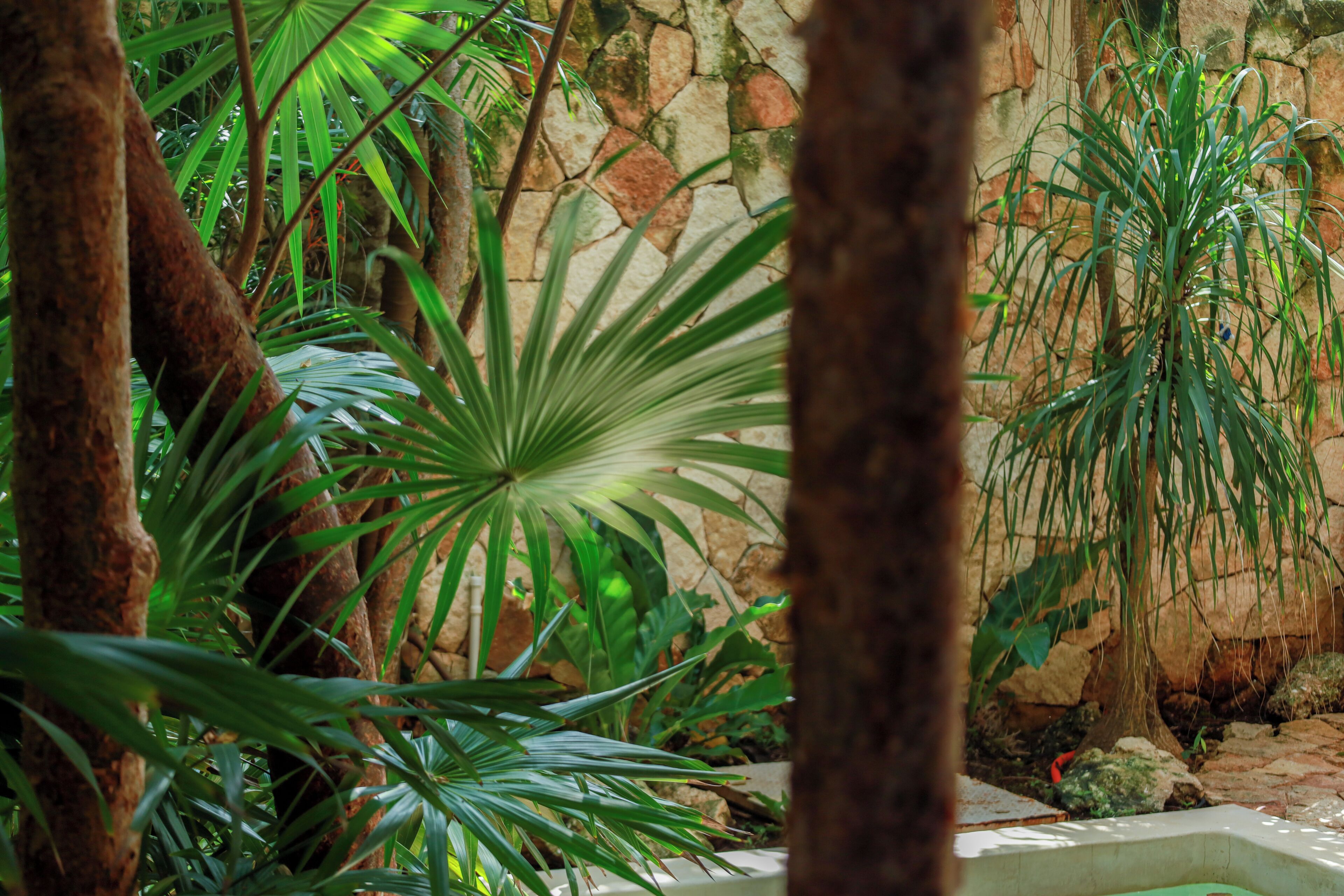 A lush indoor garden with various tropical plants and a stone wall in the background.
