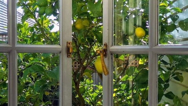 Une fenêtre donnant sur un citronnier chargé de citrons mûrs.