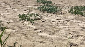 Une plage avec un ciel dégagé, des montagnes lointaines et une végétation clairsemée.