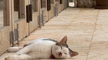 A cat lying on a tiled floor in a room with wooden cabinets and metal handles.