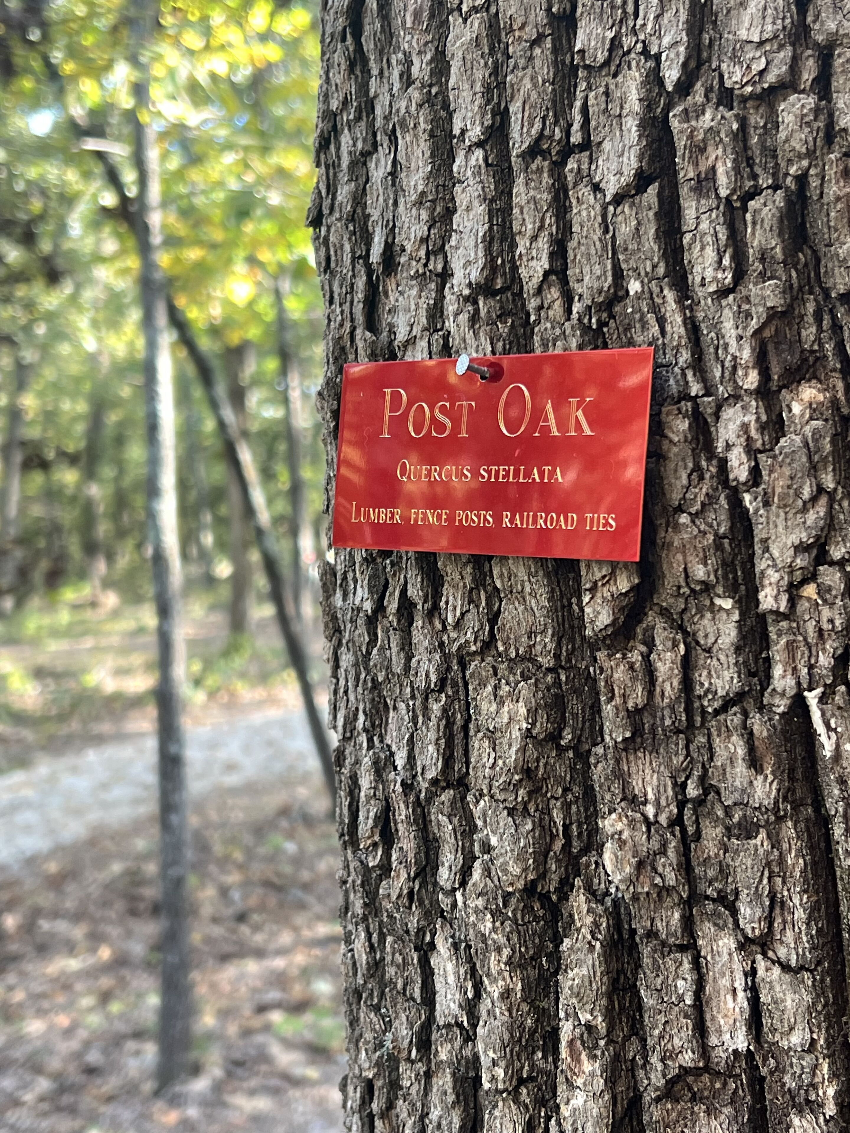 A sign on a tree trunk reading "Post Oak" and "Quercus Stellata" with a list of items below.