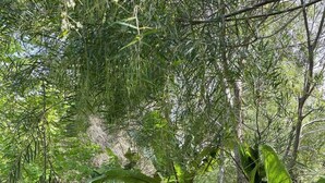A lush garden pathway surrounded by dense foliage and large green leaves.