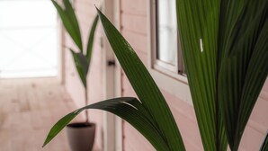 Un pasillo con plantas en macetas y una hilera de ventanas.
