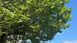 A tree-lined street with a white building and a stone building with large windows and a closed gate. - 3Bed House- Sleeps 6 - Pool, Garden, Pets, Parking (Beauvais-sur-Matha)