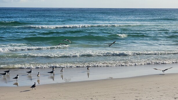 Une plage avec des vagues et des oiseaux.