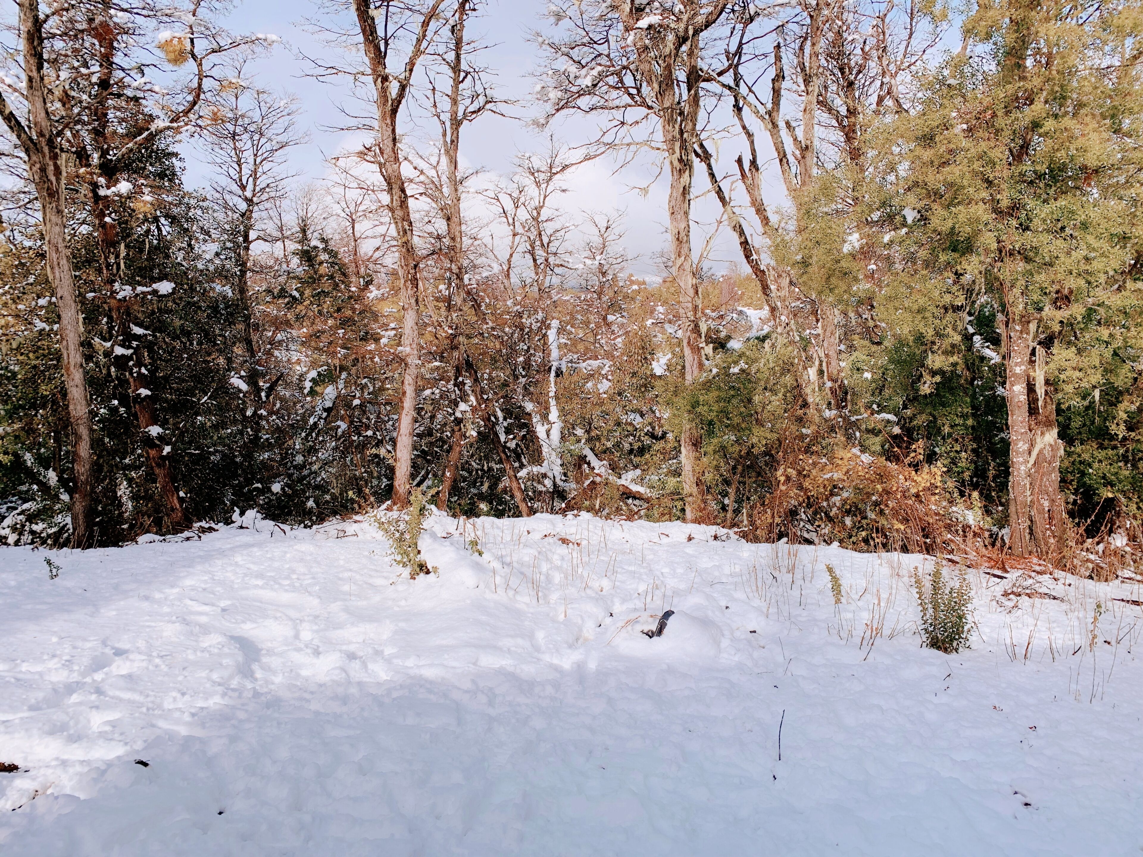 Paisaje nevado de bosque con árboles desprovistos de hojas y suelo cubierto de nieve.