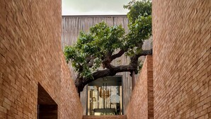 Una escalera flanqueada por muros de ladrillo, con un árbol creciendo sobre ella.