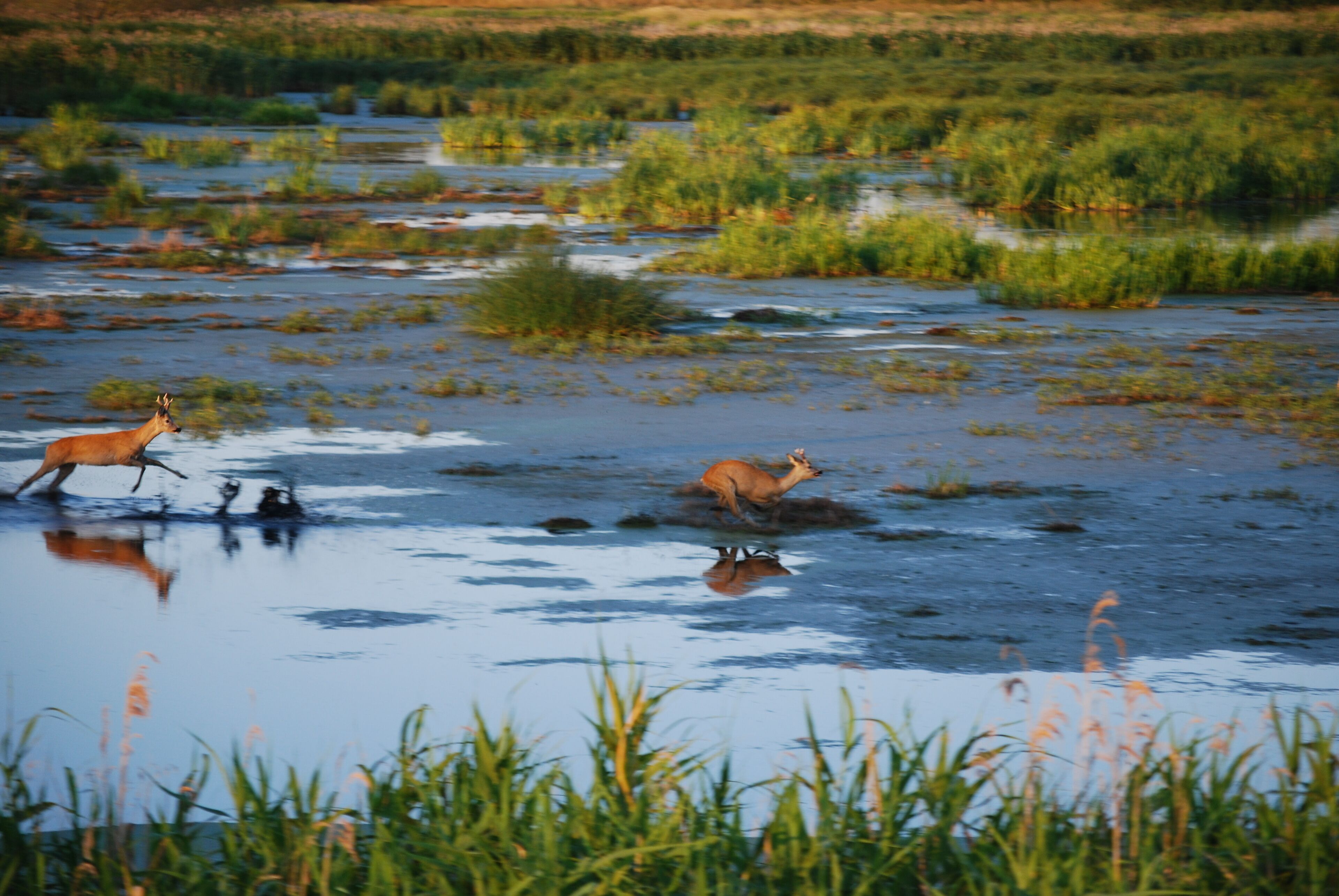 A natural landscape with water and vegetation.