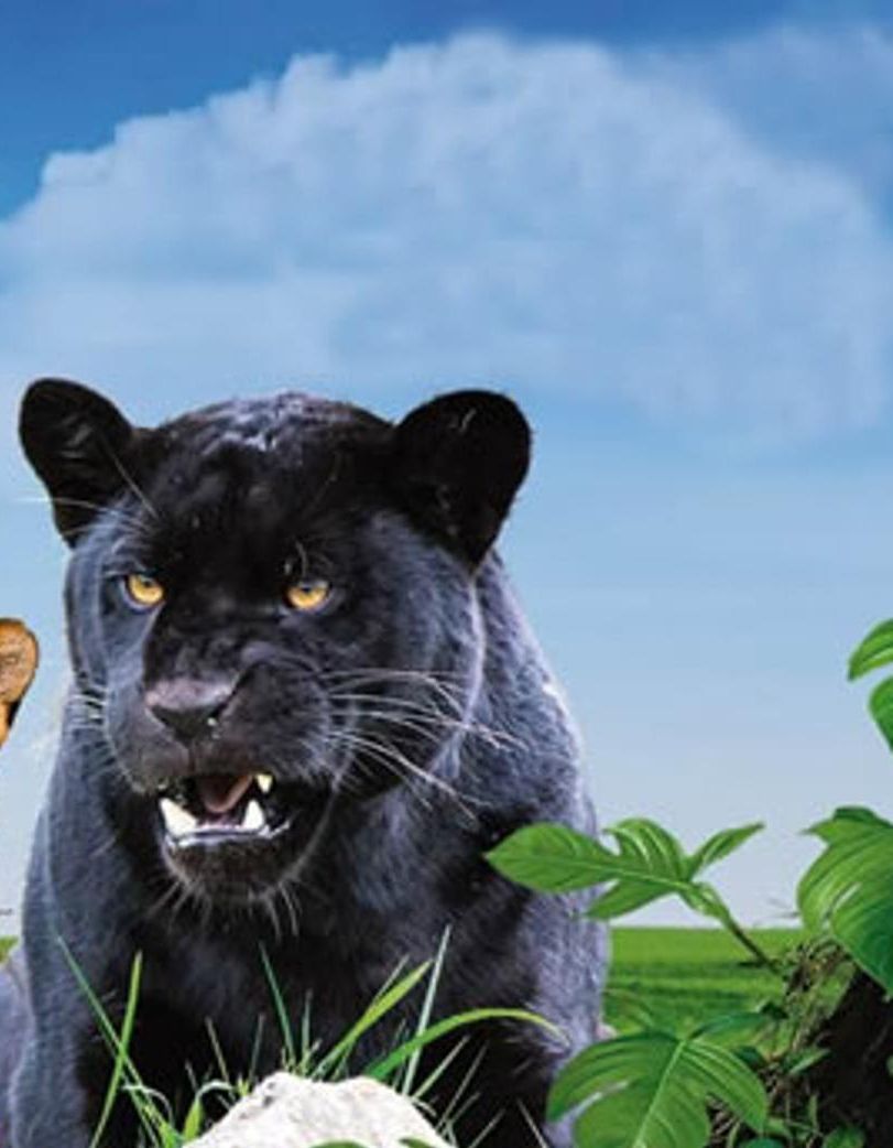 A black panther in a natural setting with greenery and a clear sky.