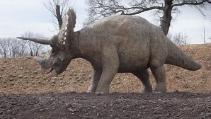 Una grande statua di un triceratopo immobile, in un ambiente esterno con terreno roccioso e alberi senza foglie sullo sfondo.