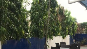 Un área de estar al aire libre con varias mesas y sillas, rodeada por un muro azul y follaje.