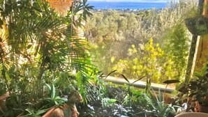 Une pièce avec vue sur une forêt et l’océan. On y trouve des plantes en pot et une petite table avec une chaise.