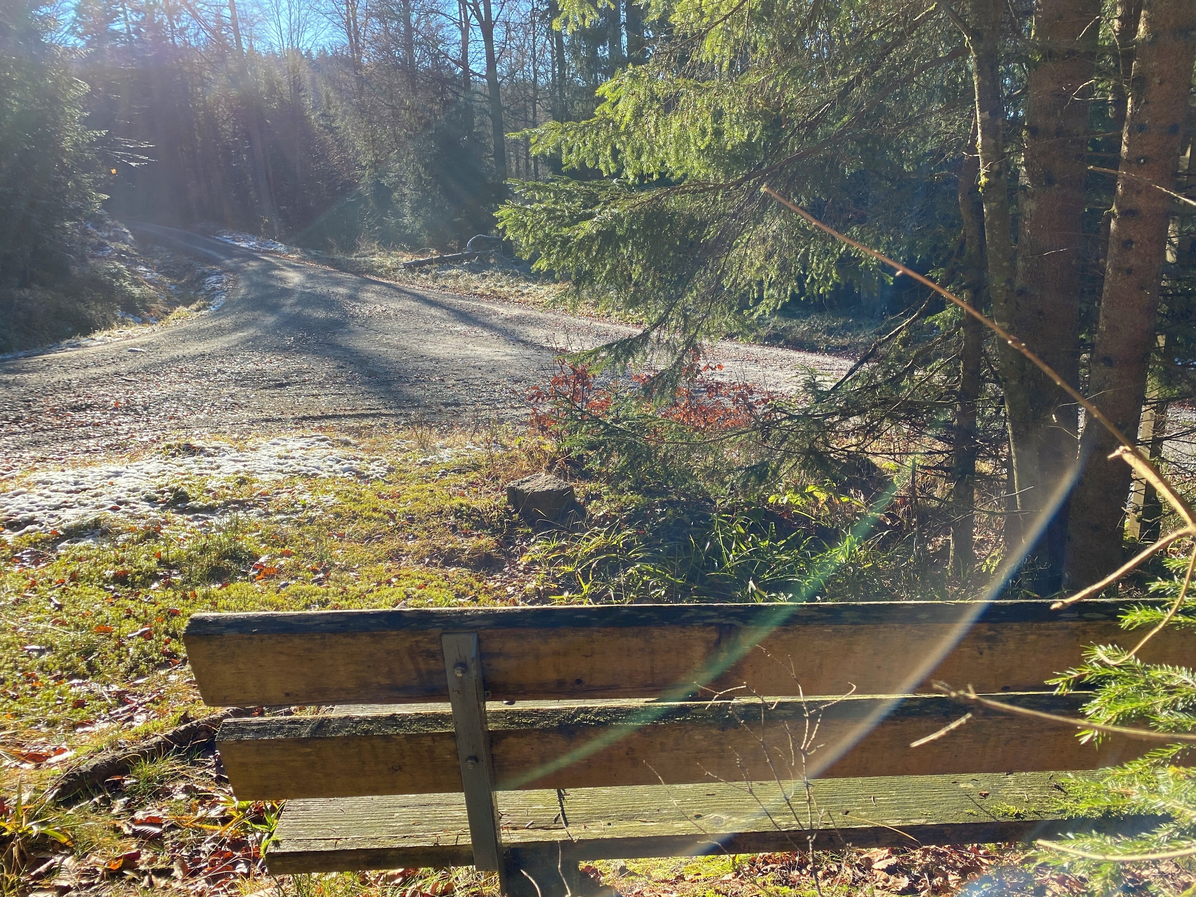 A bench in a forested area with a dirt path.
