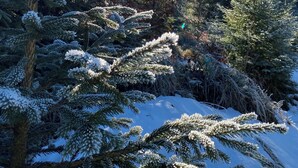 Een besneeuwd bos met altijdgroene bomen en een heldere blauwe lucht.