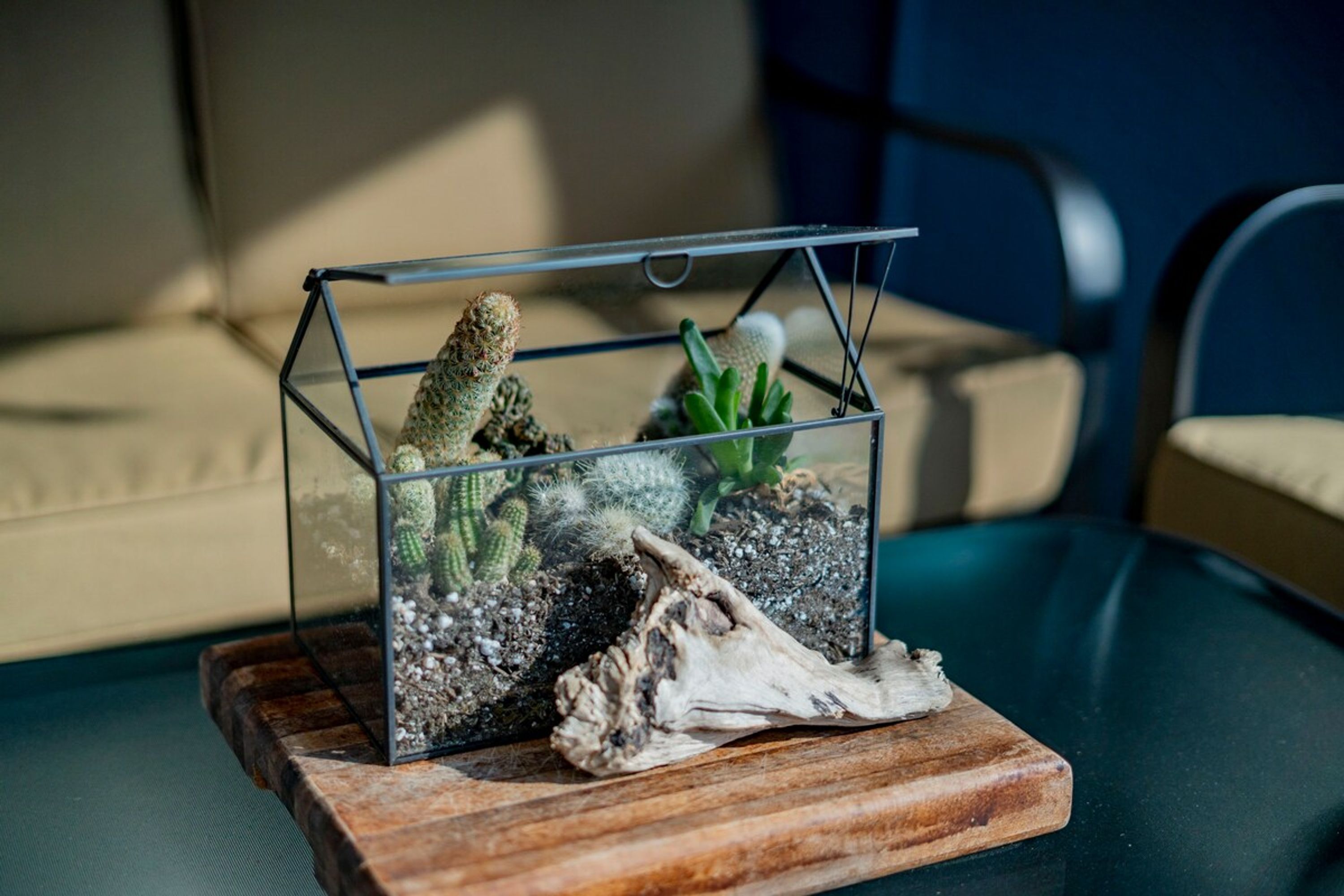 A glass terrarium with cacti and succulents on a wooden coaster.
