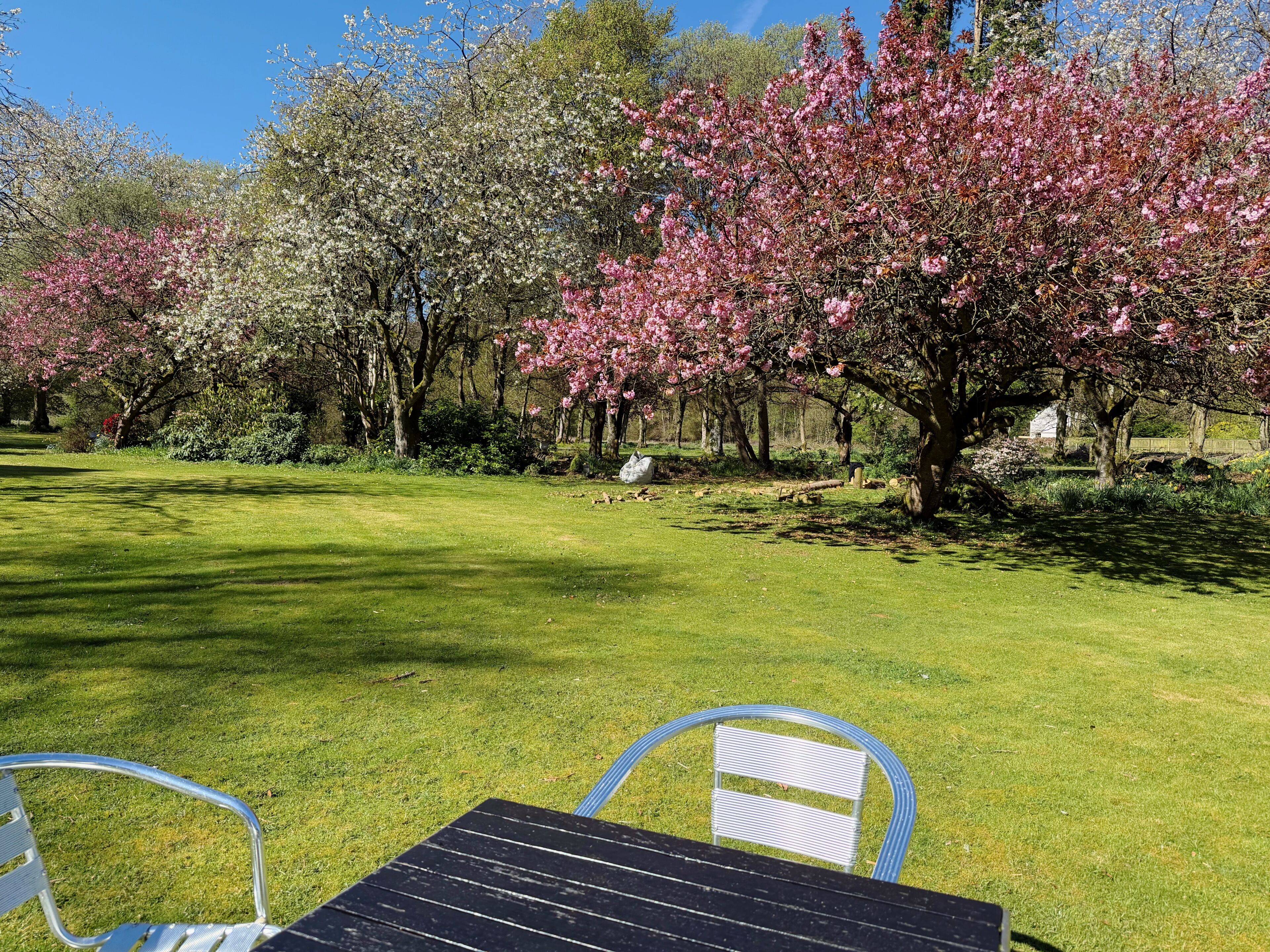 A grassy outdoor area with a table and chairs, surrounded by blooming trees.