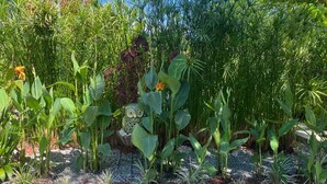 A garden with various plants and a decorative owl statue. - Morning Glory (Bahía Ballena)
