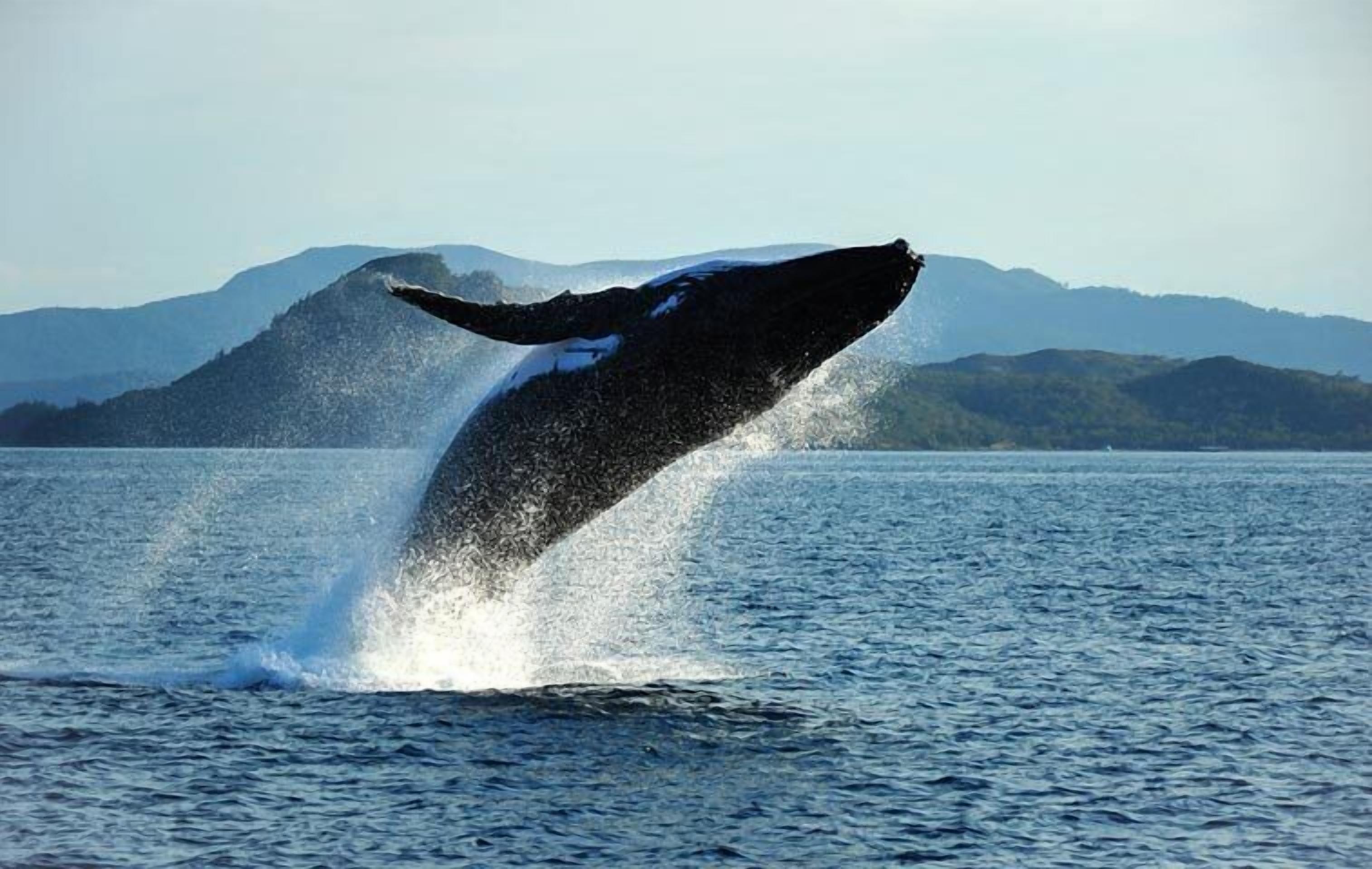 A whale breaching the water with mountains in the background.