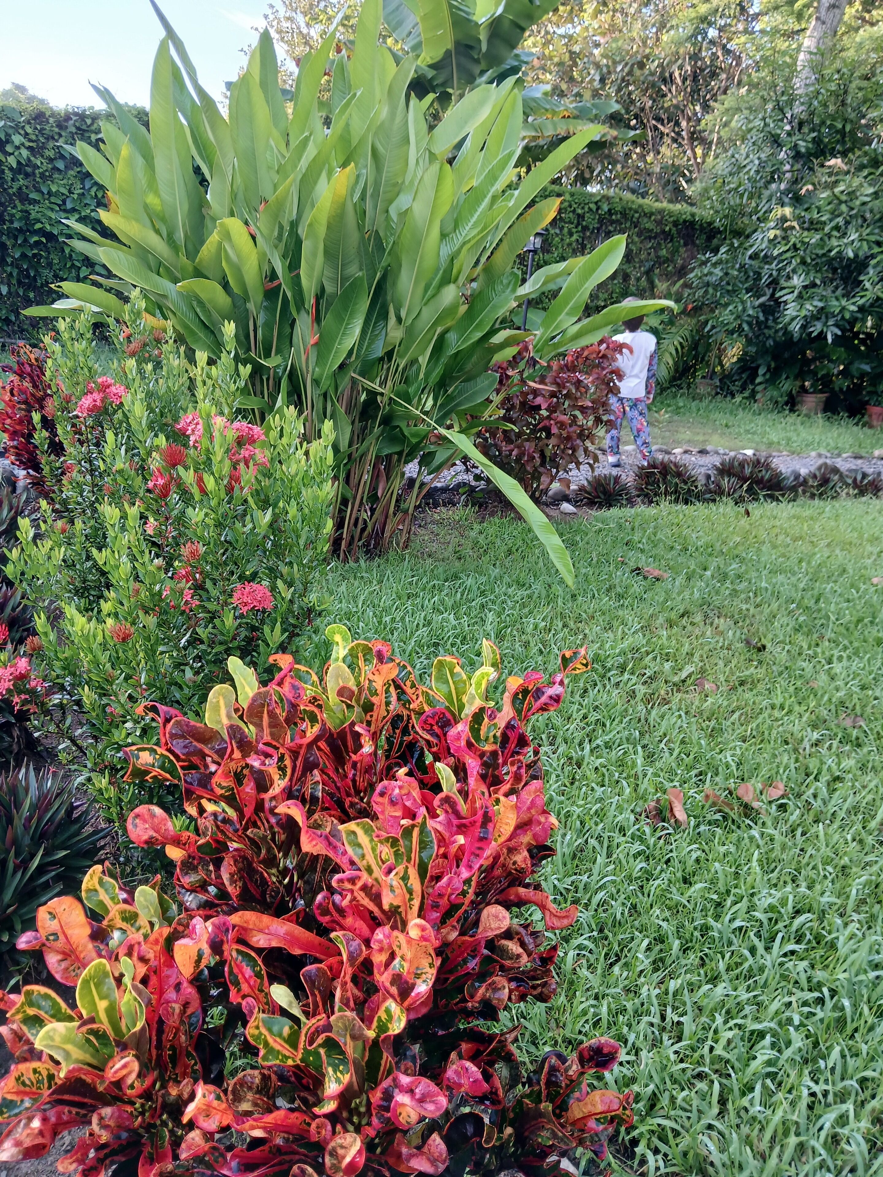 A garden with various plants, including a large leafy plant and colorful foliage.