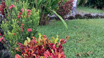 Un jardin où l’on trouve différentes espèces de plantes, notamment une grande plante à larges feuilles et des feuillages aux couleurs vives.