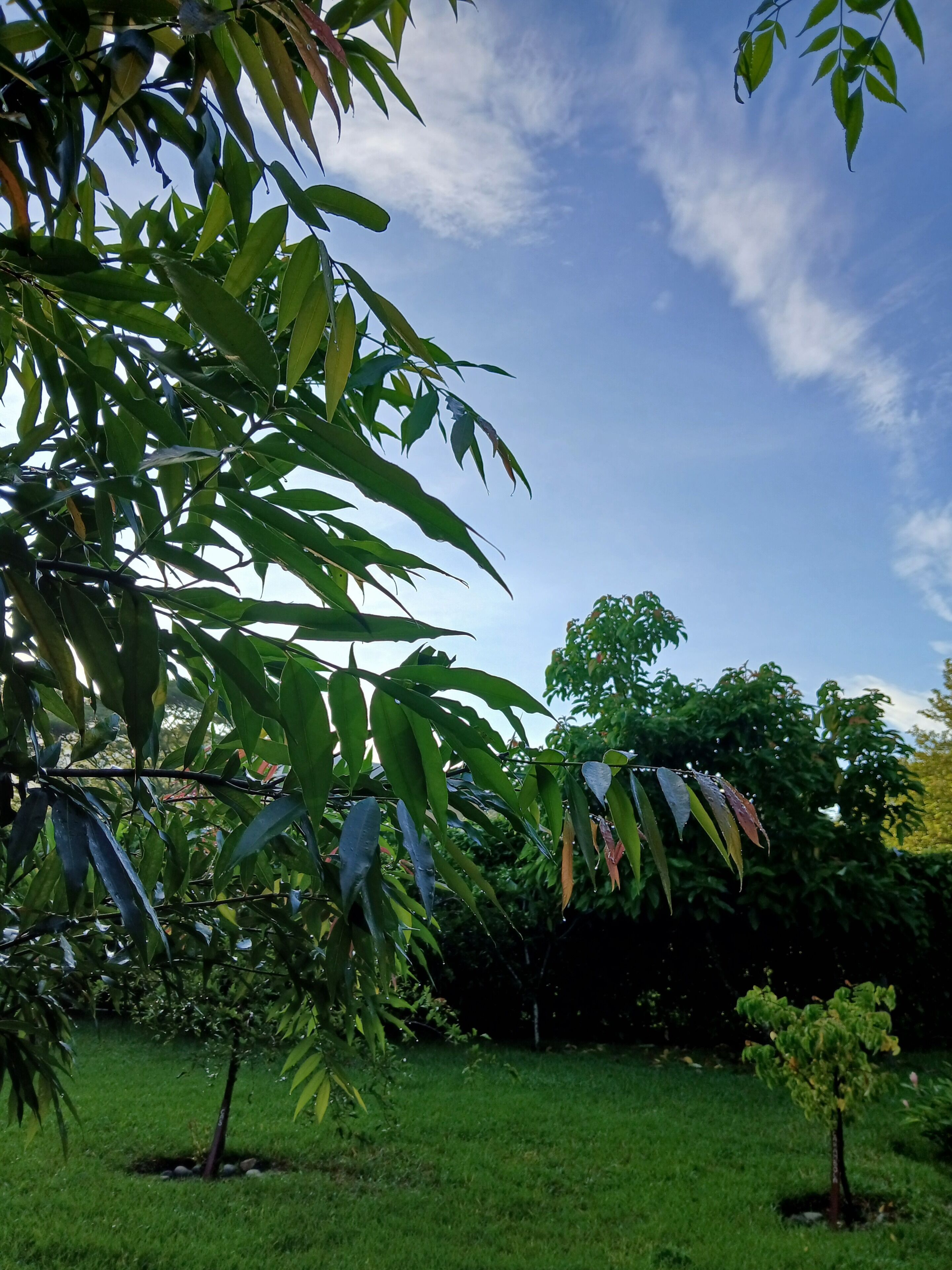 Um jardim com diversas árvores e um céu azul límpido.