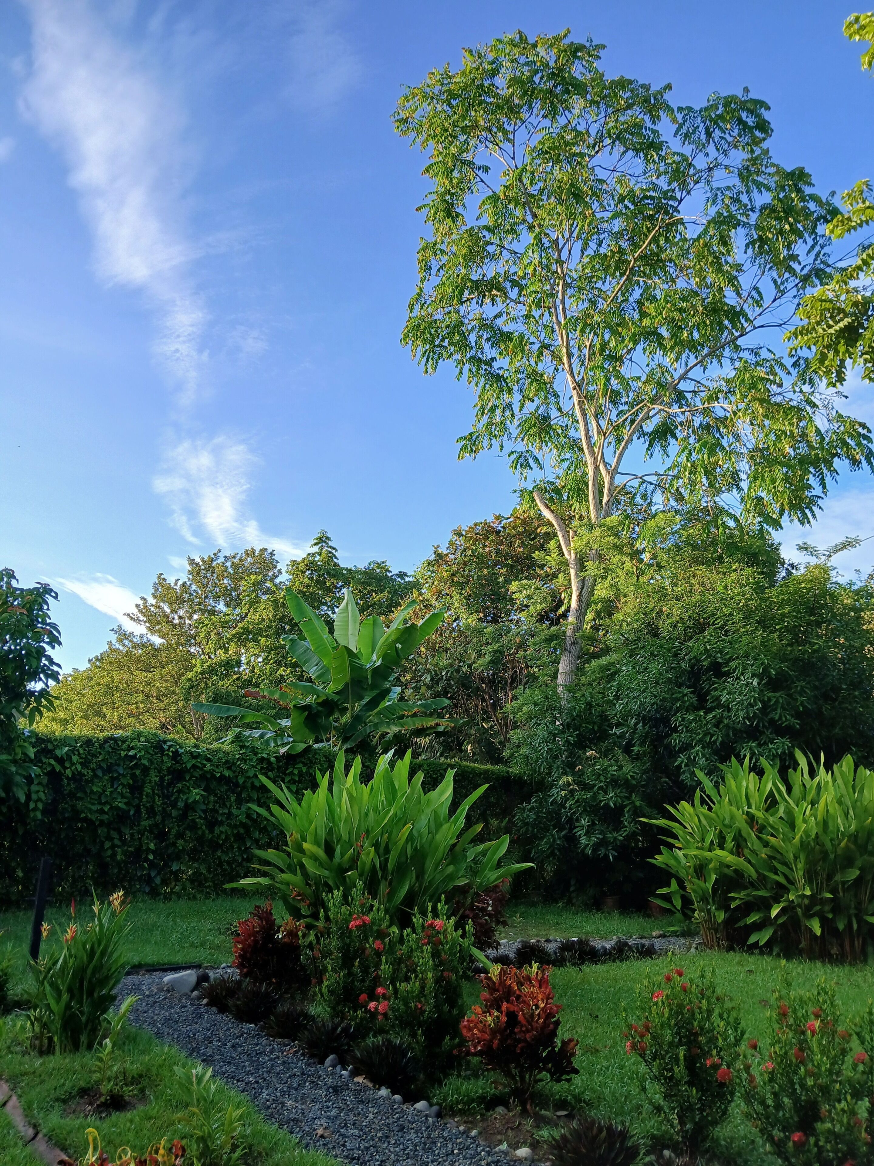 A garden with a variety of plants, a tree, and a clear blue sky.