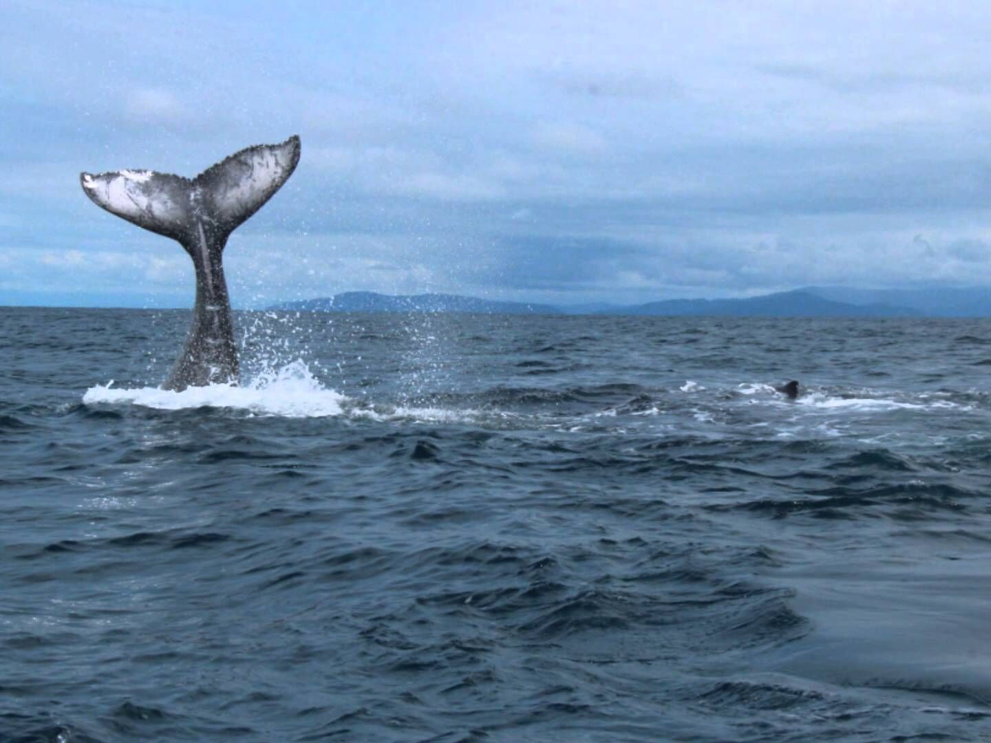 La cola de una ballena emergiendo del agua, lo que sugiere un posible avistamiento.