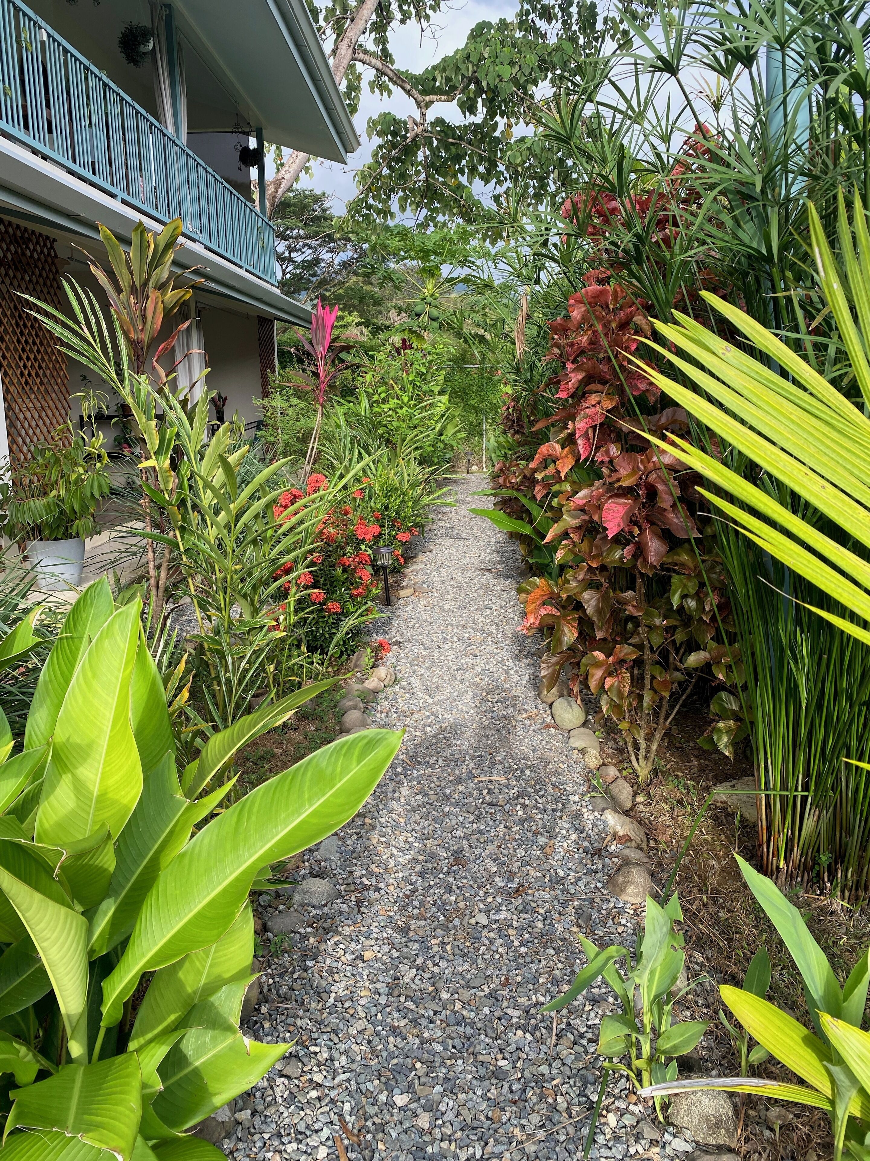 Un chemin menant à une maison dotée d’un balcon bleu, entourée d’une végétation luxuriante et de diverses plantes.