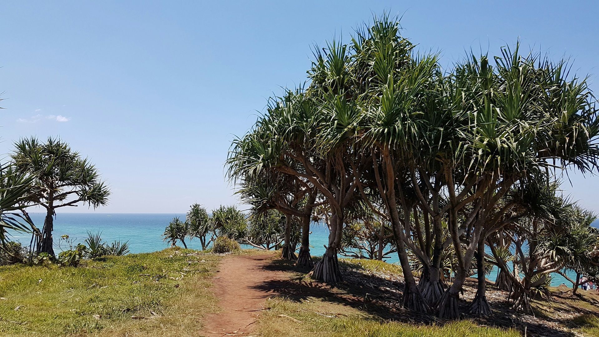 A coastal path with palm trees and a clear view of the ocean.