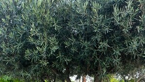 A garden with olive trees, a gravel path, and a stone wall. - Casa Reme, Sencillez y Comodidad Para tu Familia (Playamonte)
