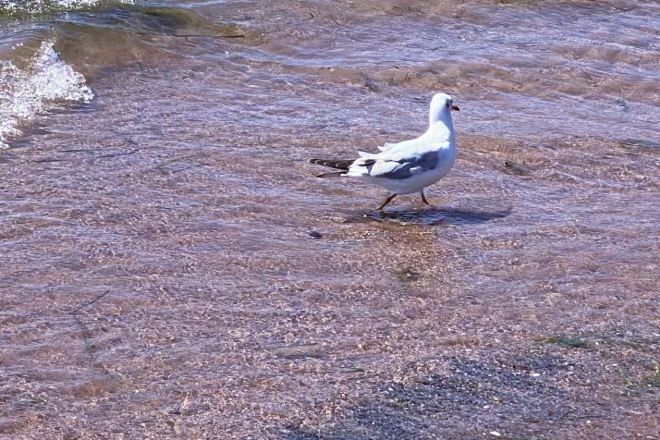 A bird on a dry, textured ground surface.